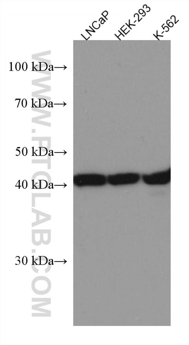 LIAS Antibody in Western Blot (WB)