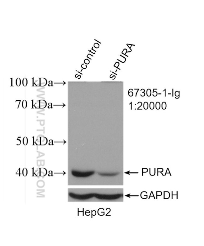 PURA Antibody in Western Blot (WB)