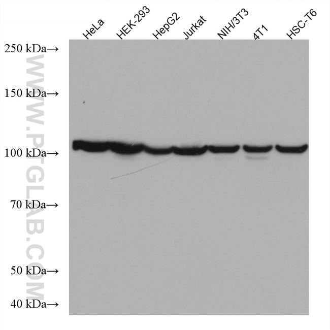 CSE1L Antibody in Western Blot (WB)