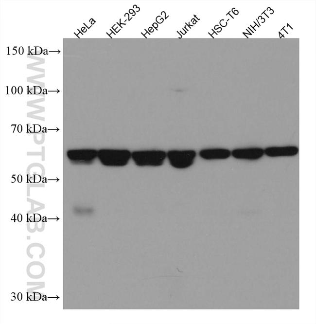 N-PAC Antibody in Western Blot (WB)
