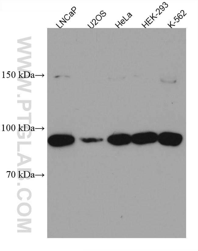 FBXO11 Antibody in Western Blot (WB)