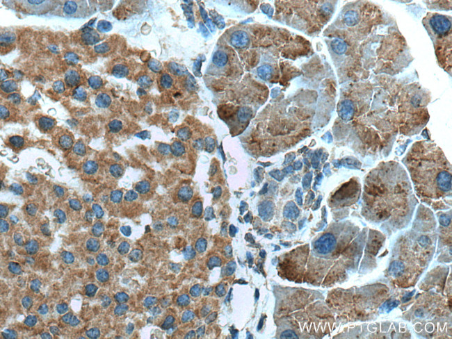 ZG16 Antibody in Immunohistochemistry (Paraffin) (IHC (P))