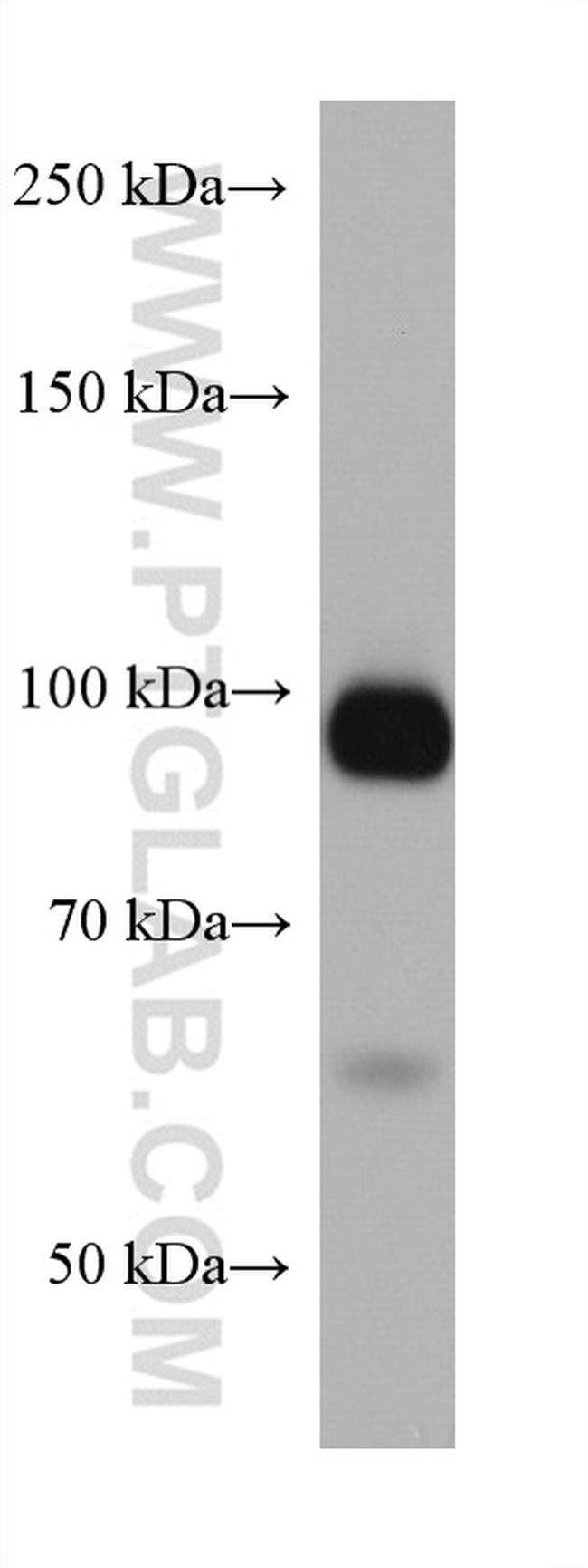 KEL Antibody in Western Blot (WB)