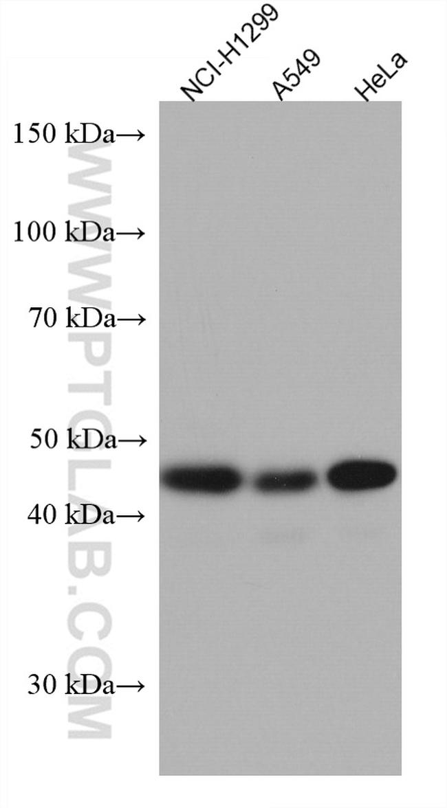 RBMS2 Antibody in Western Blot (WB)