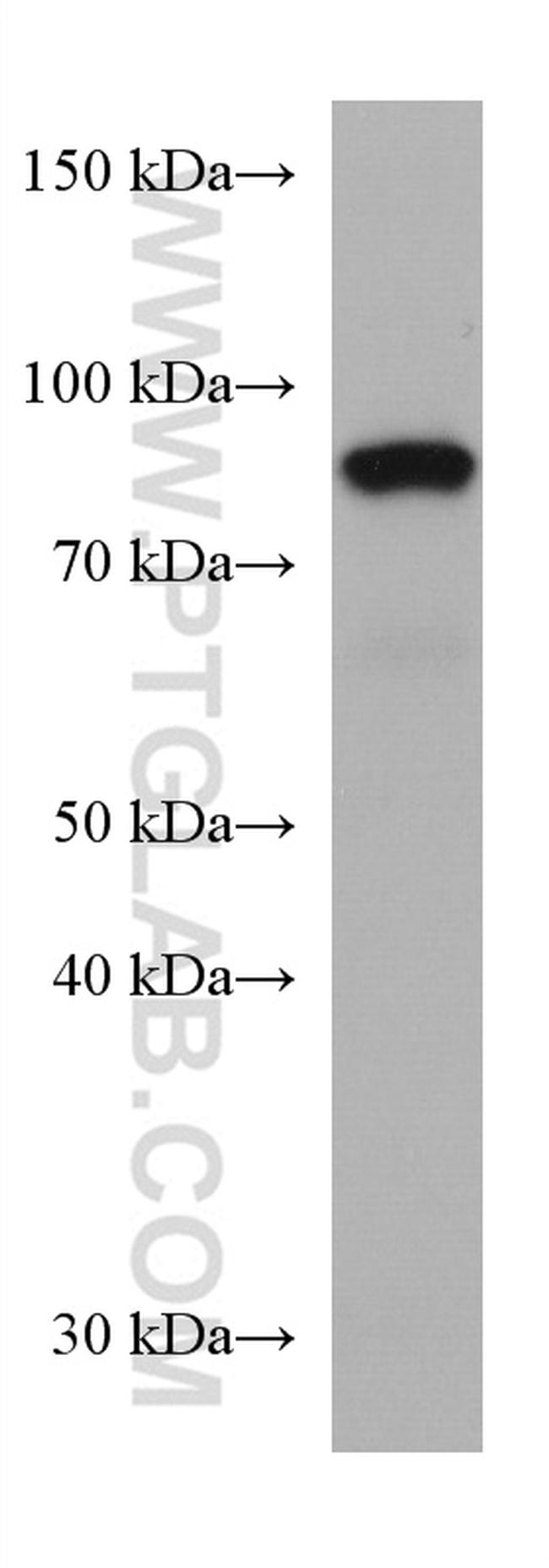 SEMA7A Antibody in Western Blot (WB)
