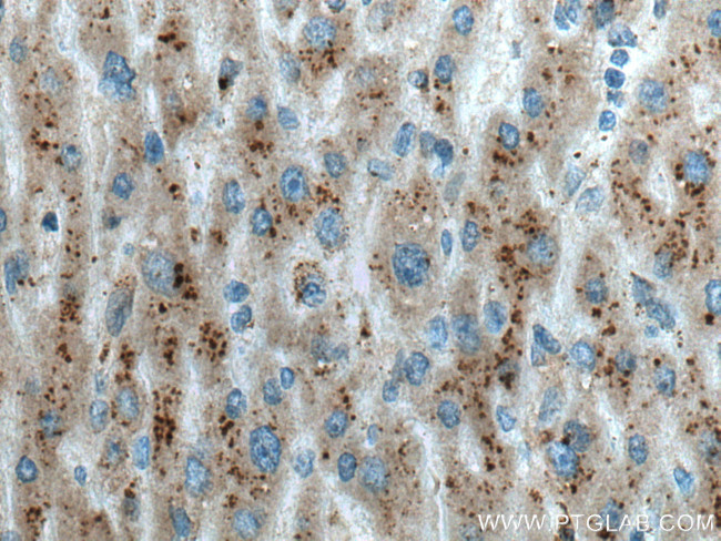 VPS54 Antibody in Immunohistochemistry (Paraffin) (IHC (P))