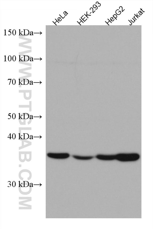 DNAJB1 Antibody in Western Blot (WB)
