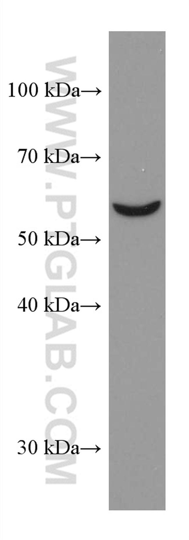 OMA1 Antibody in Western Blot (WB)