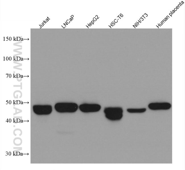 C20orf3/APMAP Antibody in Western Blot (WB)