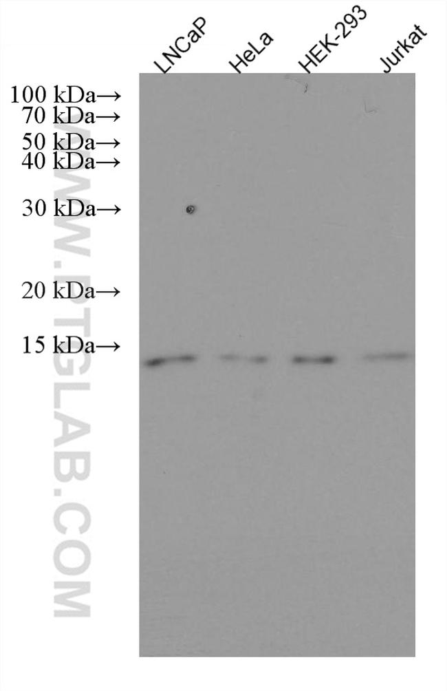 PSMG3 Antibody in Western Blot (WB)