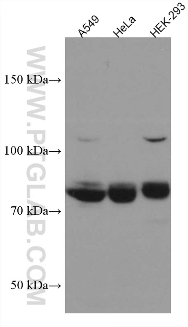 TCF12 Antibody in Western Blot (WB)