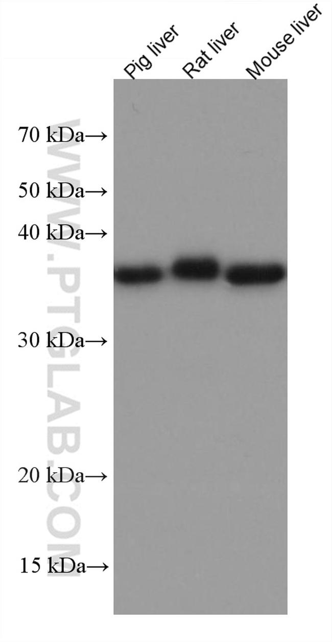 OTC Antibody in Western Blot (WB)
