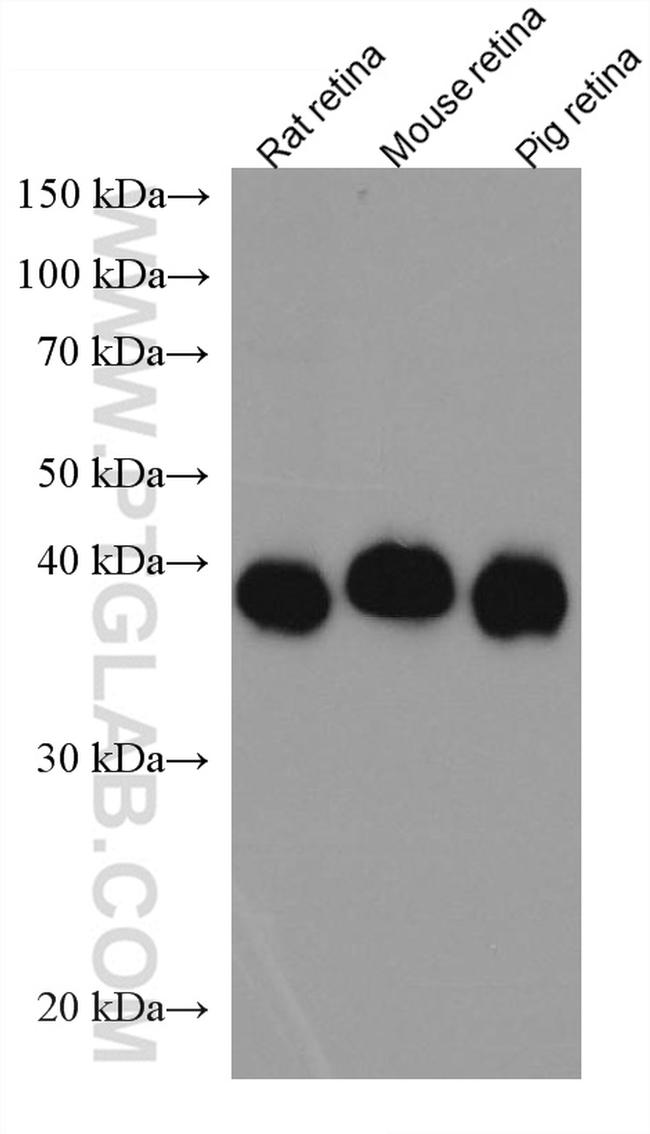 CRX Antibody in Western Blot (WB)