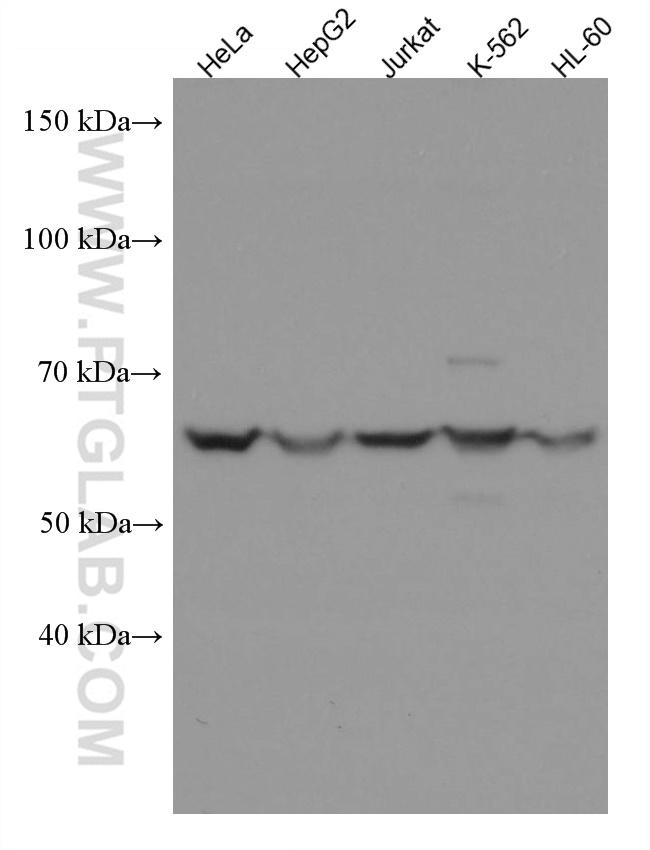 BTN3A3 Antibody in Western Blot (WB)