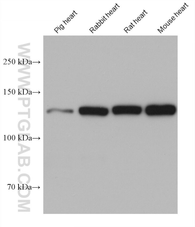 UBAP2L Antibody in Western Blot (WB)
