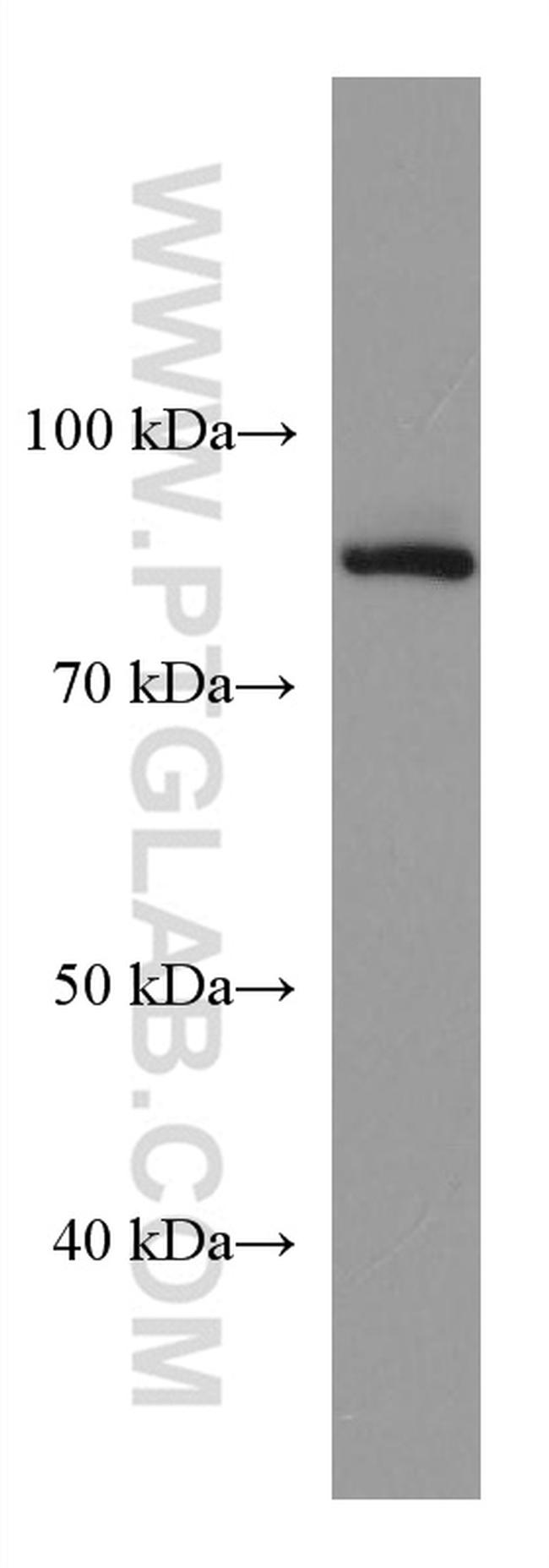GOLSYN Antibody in Western Blot (WB)