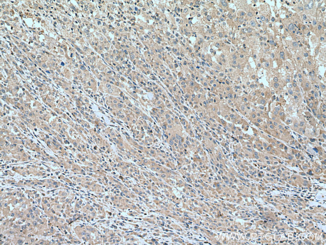 FAAH Antibody in Immunohistochemistry (Paraffin) (IHC (P))