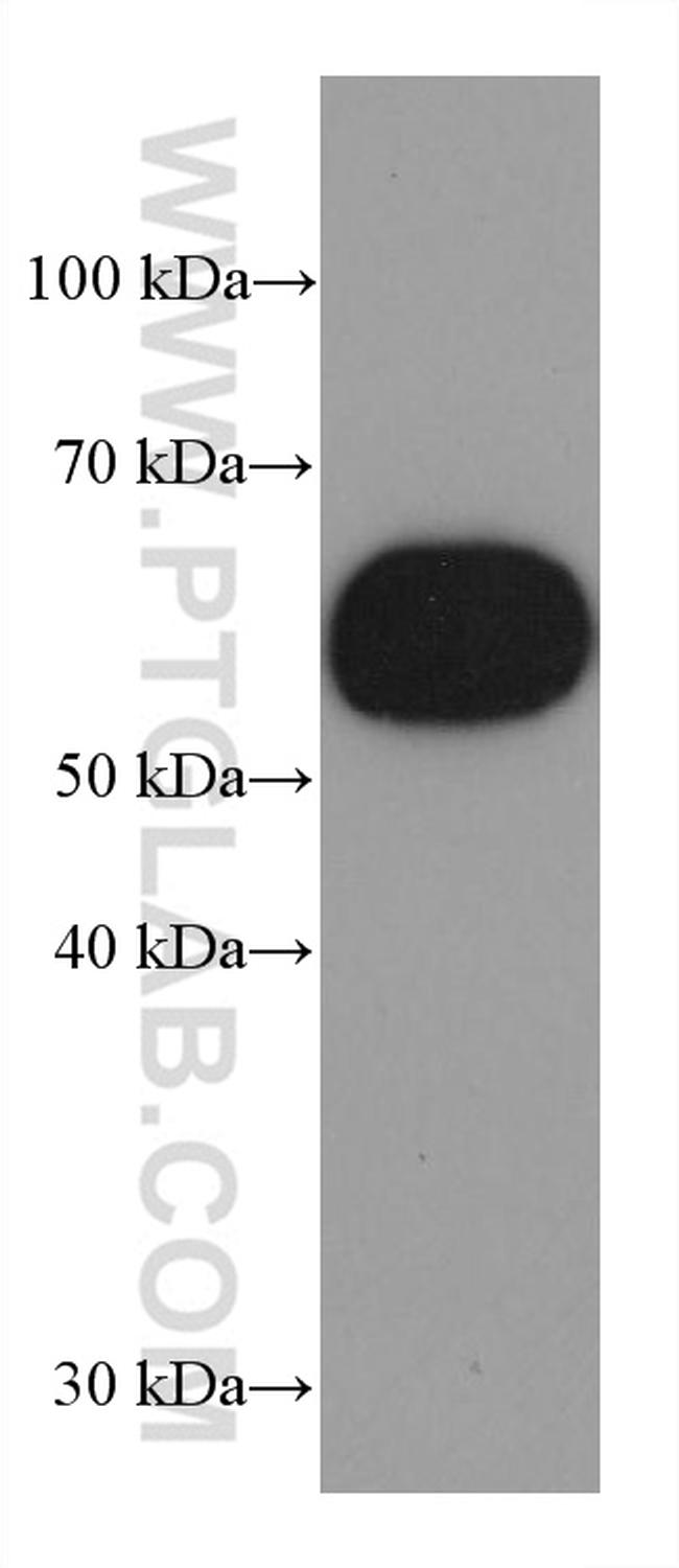 ICAM2 Antibody in Western Blot (WB)