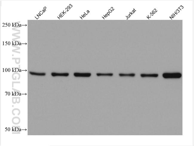 FER Antibody in Western Blot (WB)