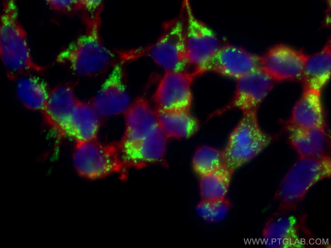 LRPPRC Antibody in Immunocytochemistry (ICC/IF)