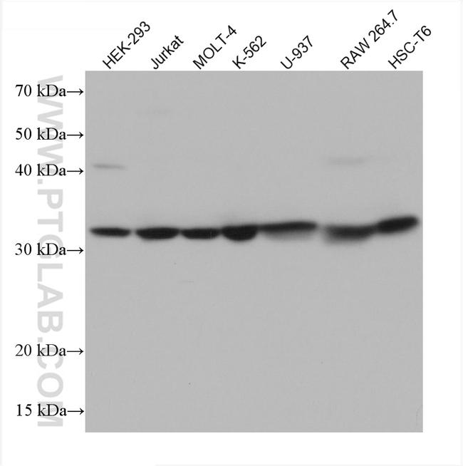 FBXO6 Antibody in Western Blot (WB)