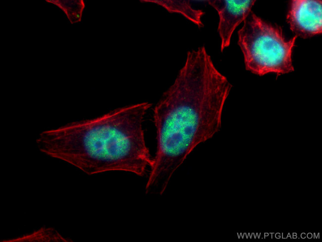 HNRNPF Antibody in Immunocytochemistry (ICC/IF)