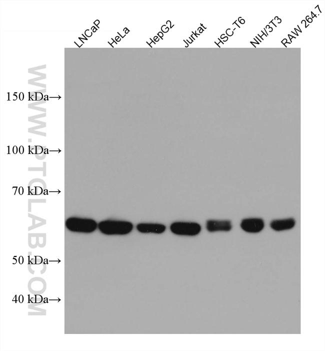 NARS Antibody in Western Blot (WB)