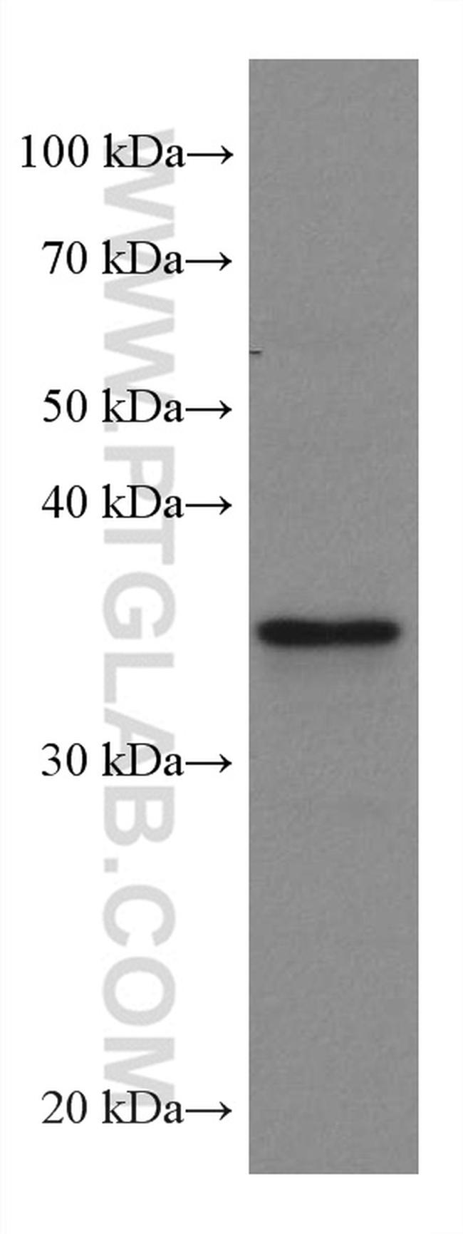 GIMAP2 Antibody in Western Blot (WB)