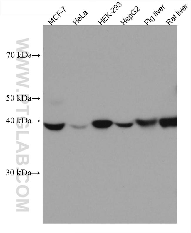 WWOX Antibody in Western Blot (WB)