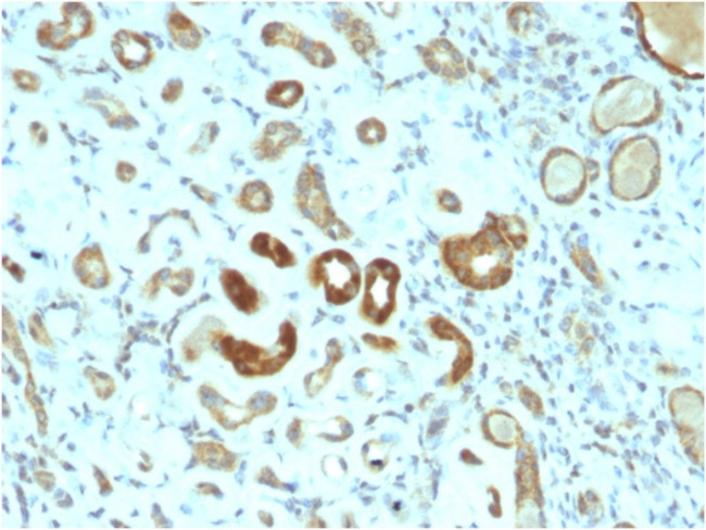 STAT3/Signal Transducer and Activator of Transcription 3 Antibody in Immunohistochemistry (Paraffin) (IHC (P))