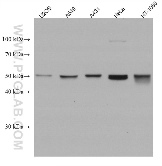 RUVBL1 Antibody in Western Blot (WB)