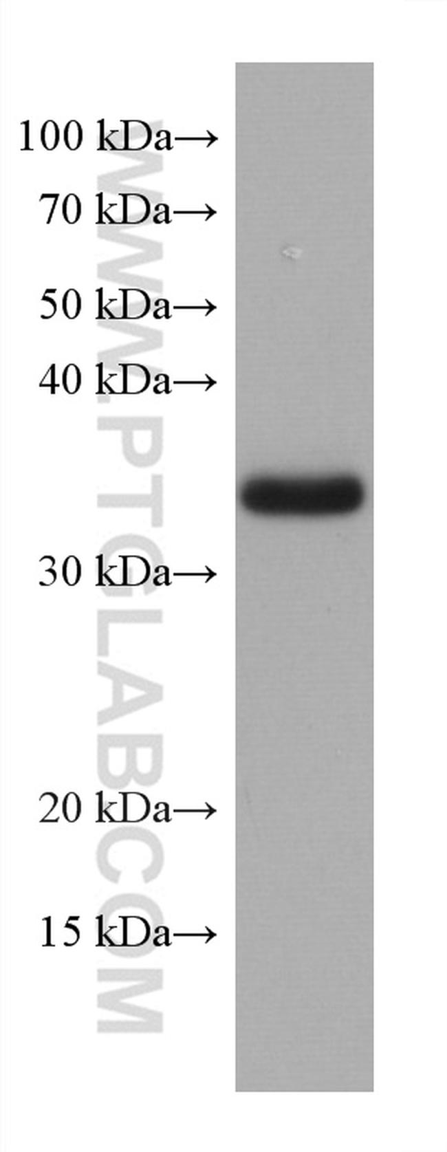TMEM74 Antibody in Western Blot (WB)
