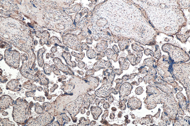 MFG-E8 Antibody in Immunohistochemistry (Paraffin) (IHC (P))