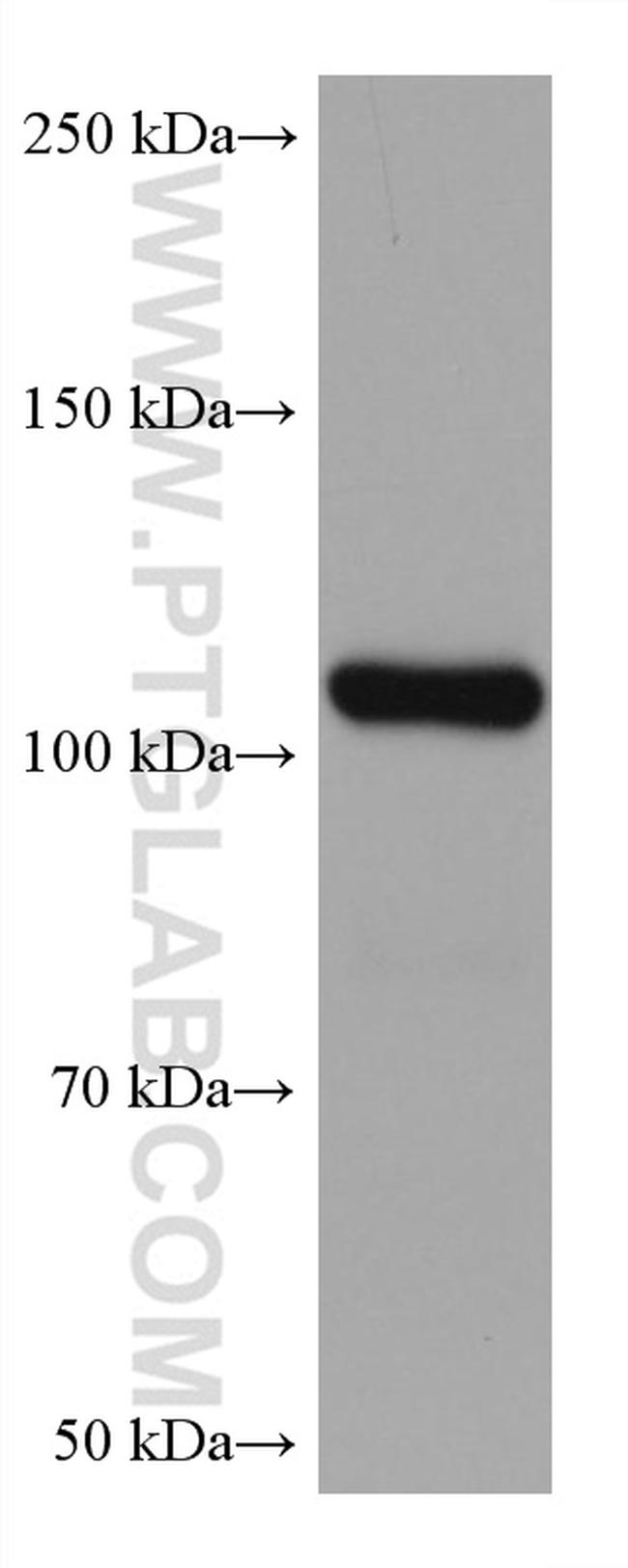 WWP1 Antibody in Western Blot (WB)