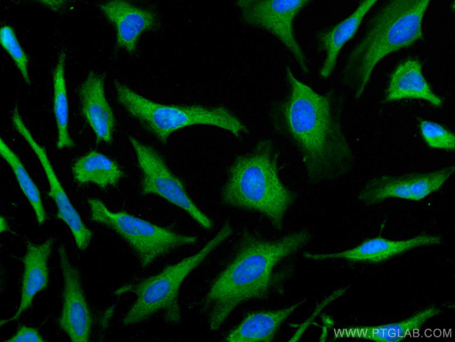 PSMA7 Antibody in Immunocytochemistry (ICC/IF)