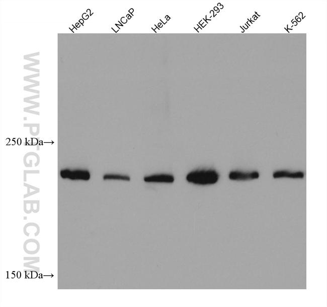 DOCK7 Antibody in Western Blot (WB)
