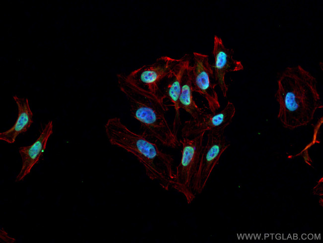 BCLAF1 Antibody in Immunocytochemistry (ICC/IF)
