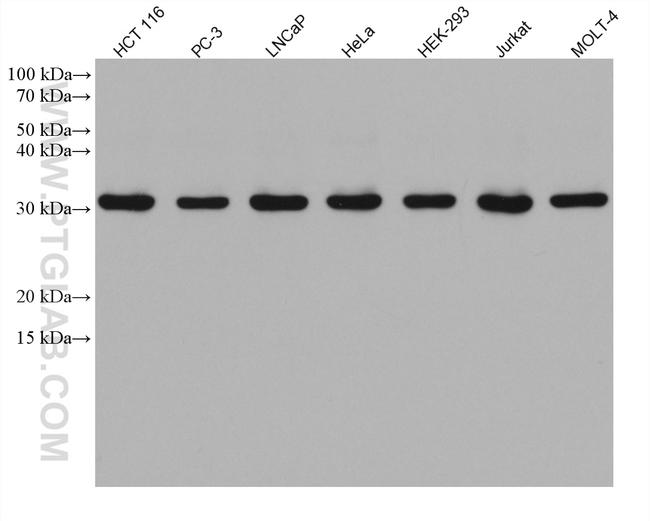 AES Antibody in Western Blot (WB)