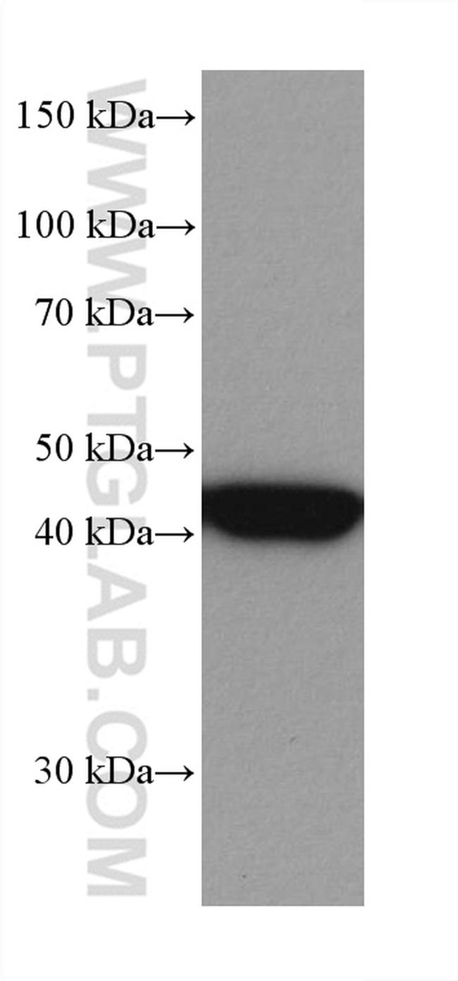 MEK1 Antibody in Western Blot (WB)