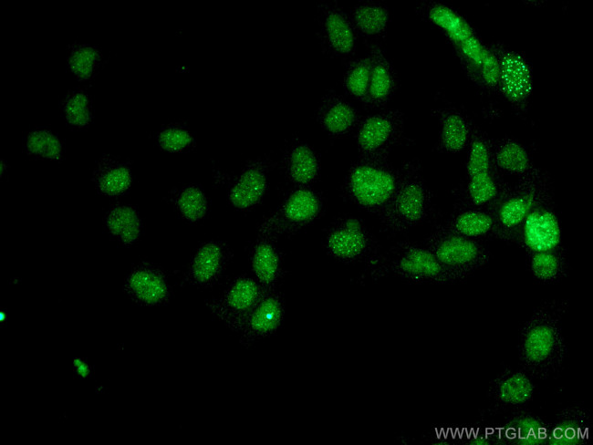 DAXX Antibody in Immunocytochemistry (ICC/IF)