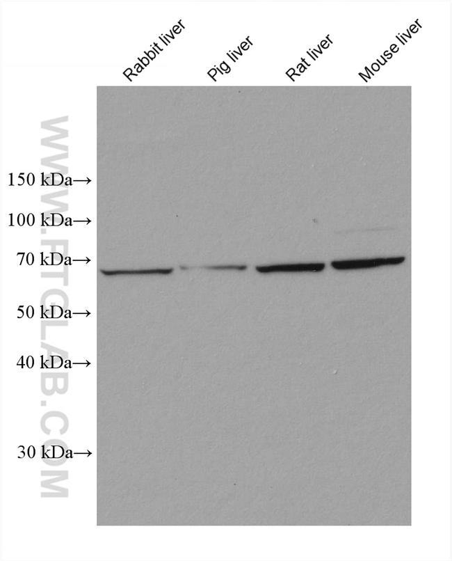 FMO4 Antibody in Western Blot (WB)