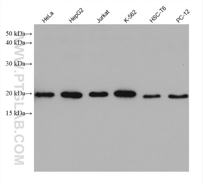 MRPS25 Antibody in Western Blot (WB)