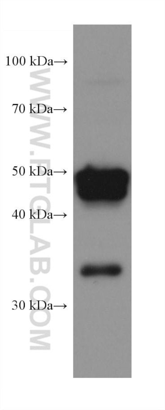 PXR Antibody in Western Blot (WB)