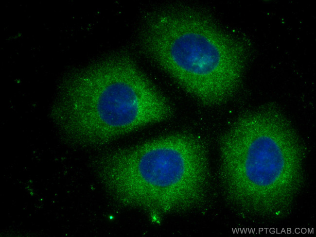 PSME1 Antibody in Immunocytochemistry (ICC/IF)