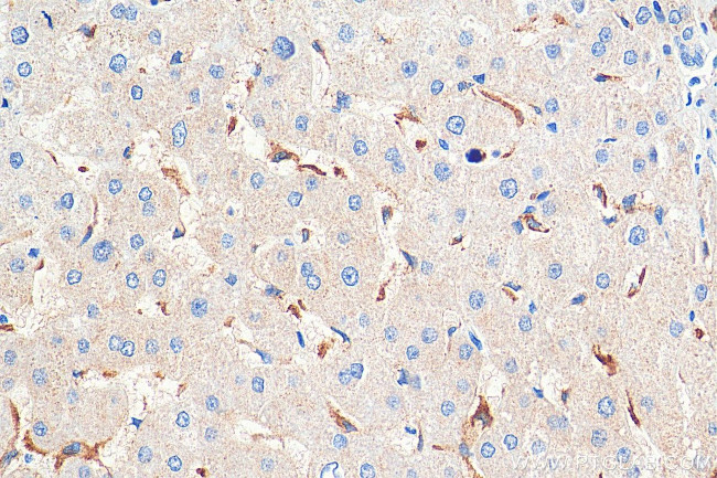 FcRn Antibody in Immunohistochemistry (Paraffin) (IHC (P))
