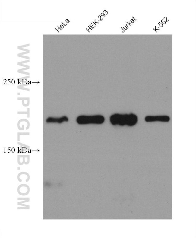 ACF1 Antibody in Western Blot (WB)
