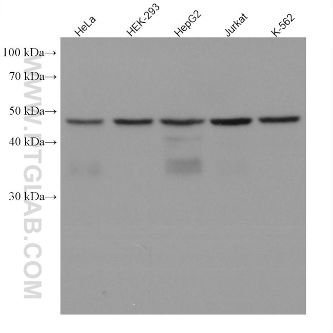 SLC7A5 Antibody in Western Blot (WB)