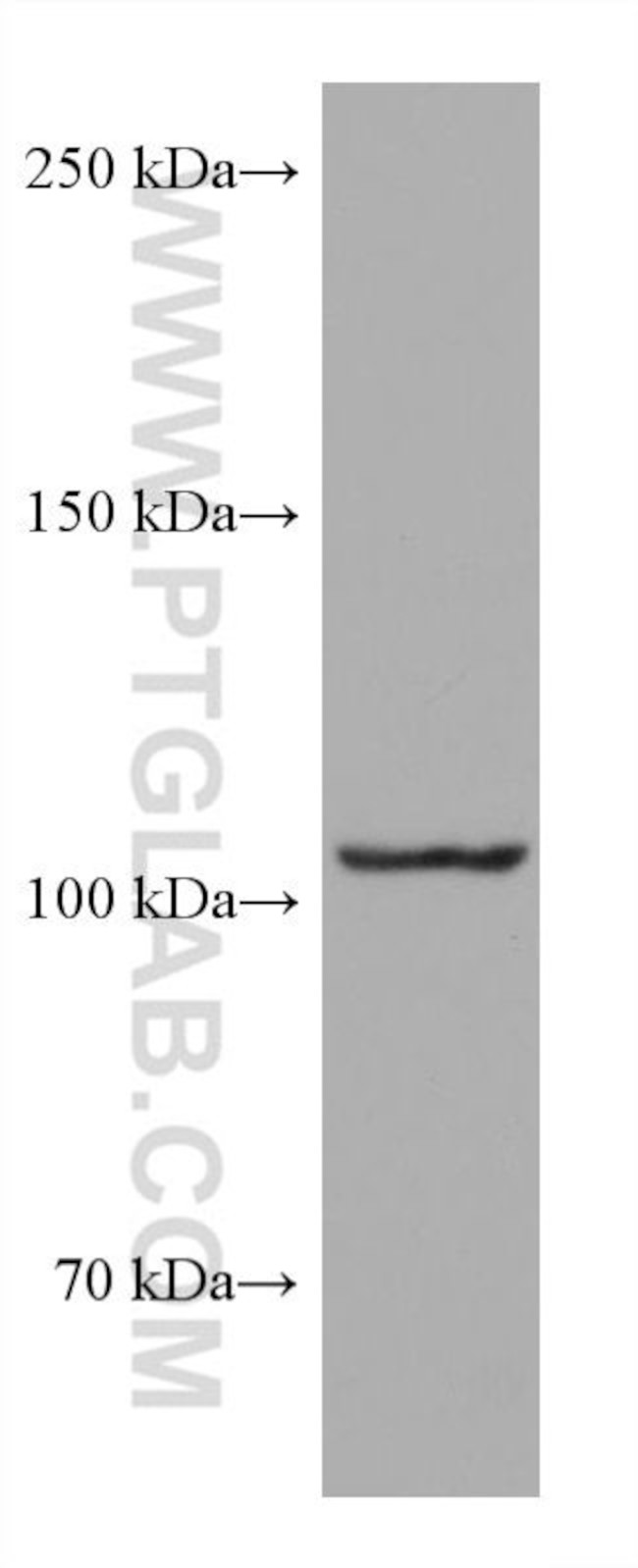 PIK3CD Antibody in Western Blot (WB)