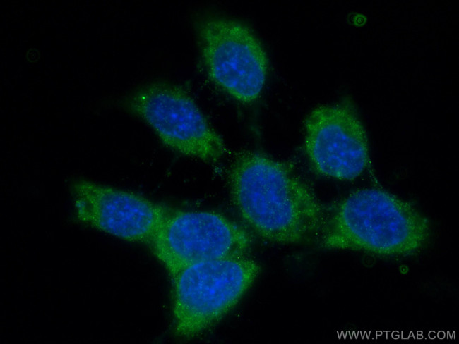 DNAJB4 Antibody in Immunocytochemistry (ICC/IF)