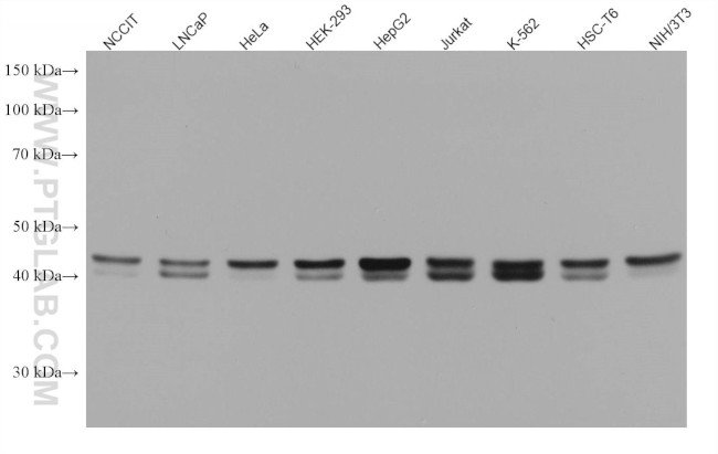 SMARCB1 Antibody in Western Blot (WB)